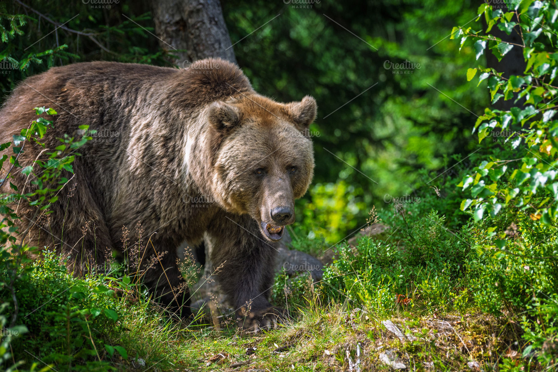 Brown bear standing among lush green foliage in a forest, surrou, an Animal Photo by Byrdyak