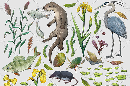 Lake wildlife illustration