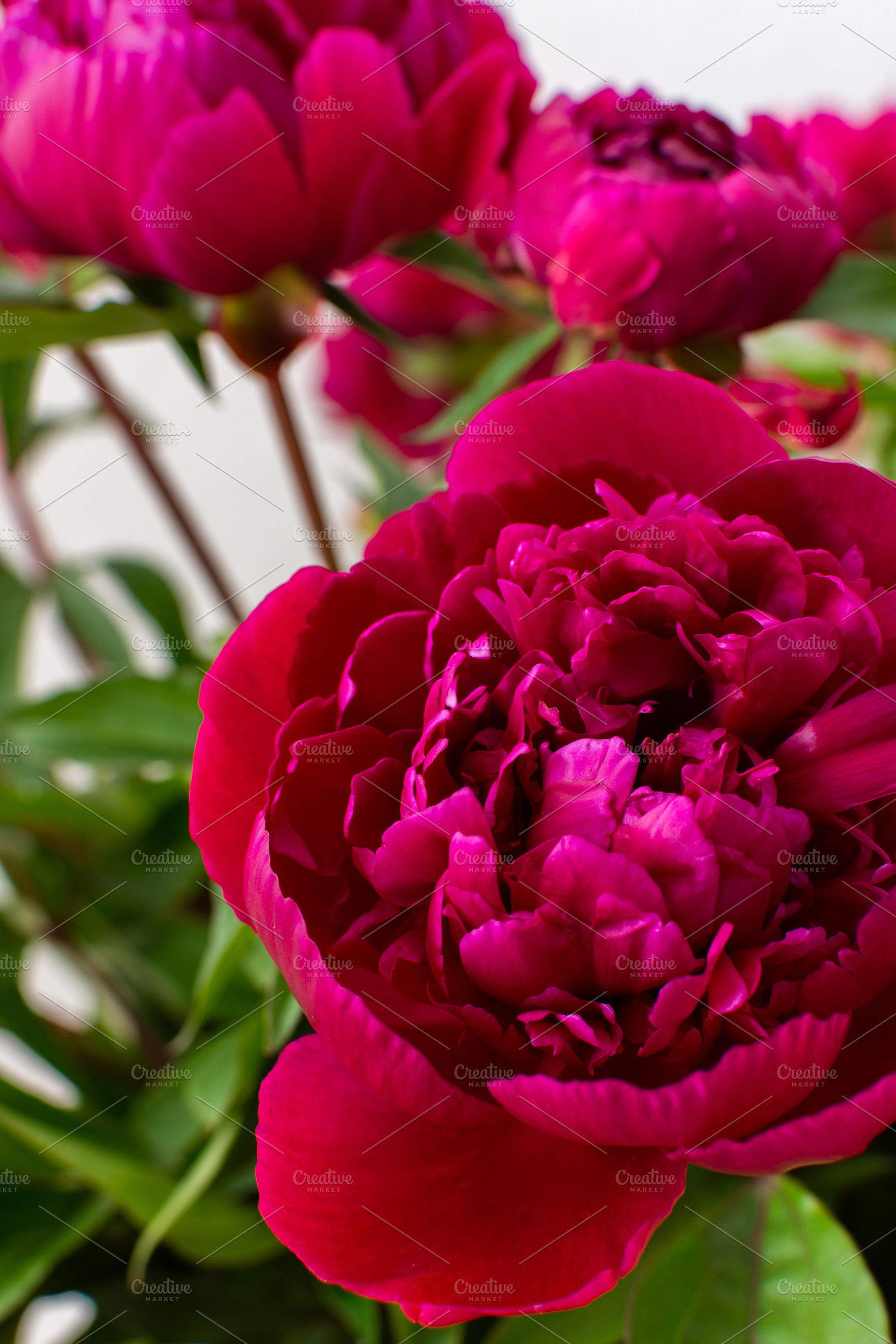 Peonies close up, a Nature Photo by Pandateam