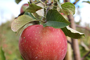 Fall Apple Picking - 10 Stock Photos, a Nature Photo by RIK Photography (Thumbnail 7 of 8)