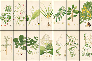 300 Vintage Botanical Illustrations