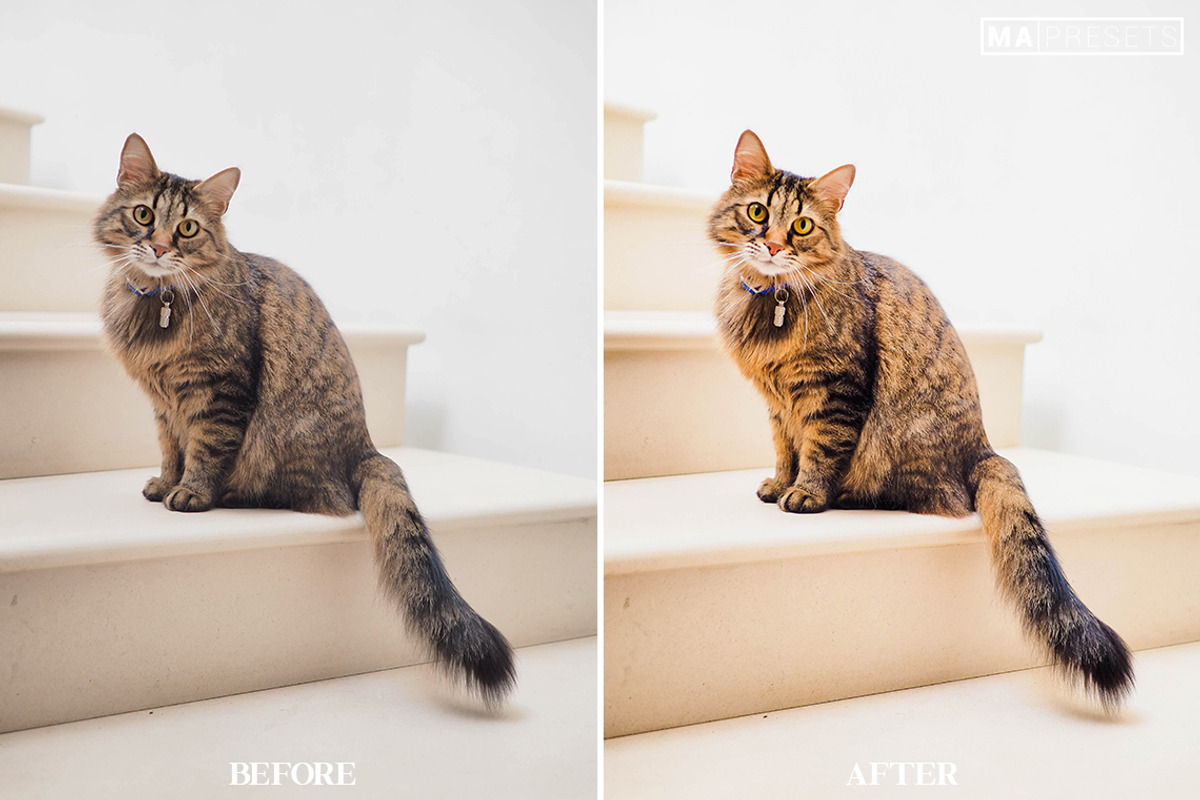 10 CAT Lightroom Presets, a Preset Add-On by MaPresets (Photo 7 of 15)