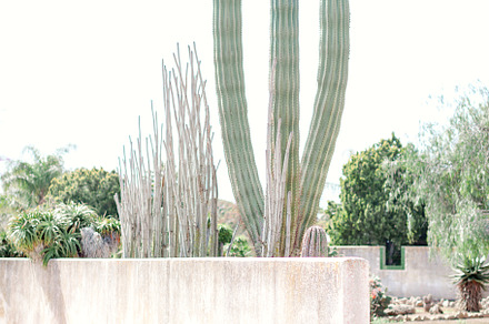 cactus garden