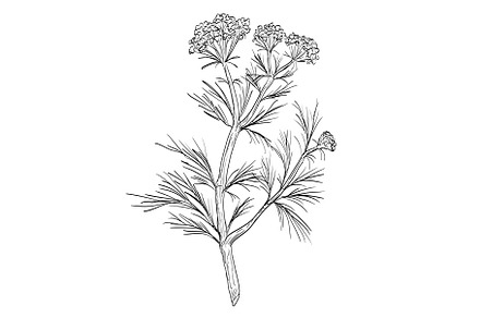 Cumin or Cuminum Cyminum Drawing