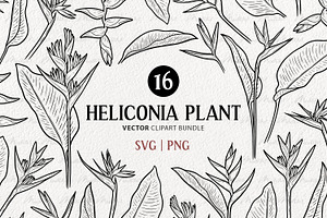Heliconia Flower Vector Line Art