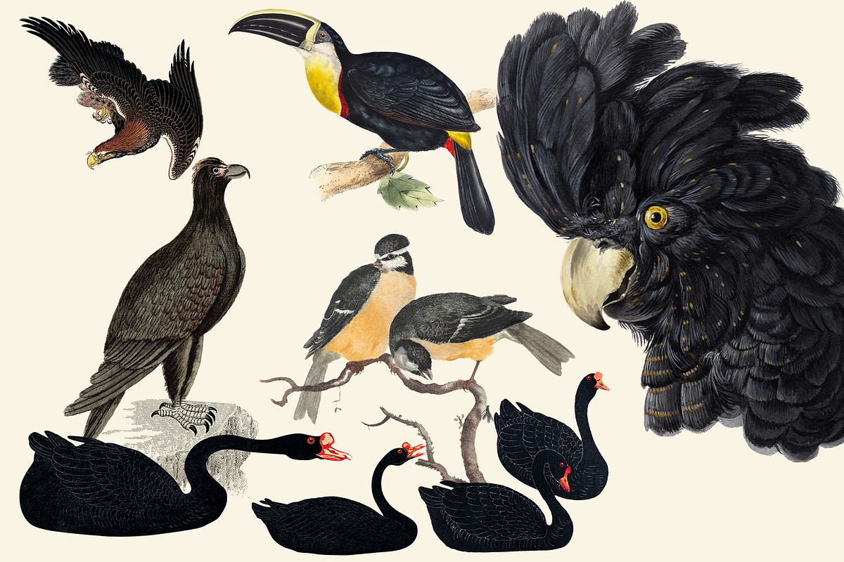 Black Birds Collection, an Animal Illustration by Lilithcollageart (Photo 4 of 7)