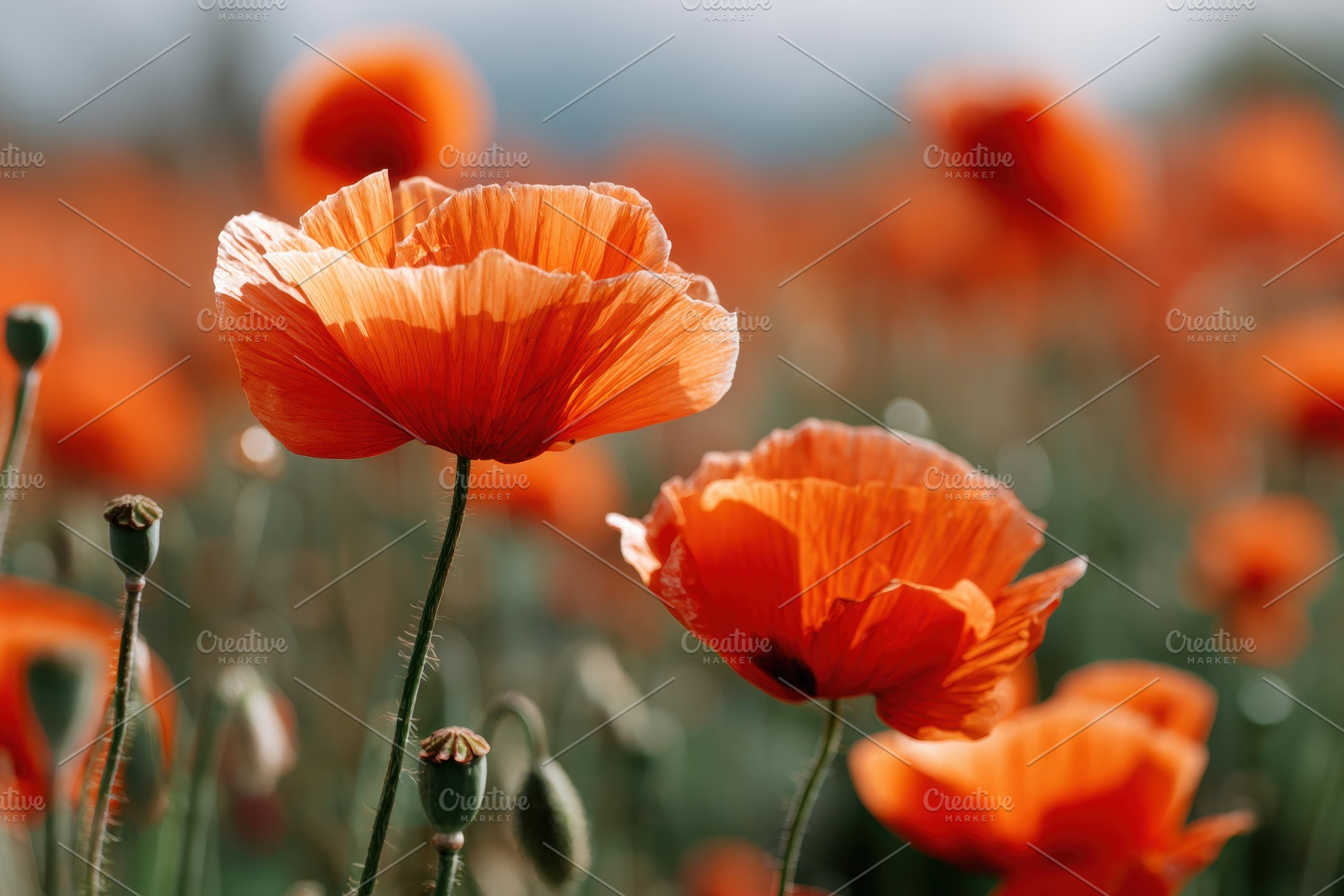 Beautiful red poppy field, a Nature Photo by AlyaAnd