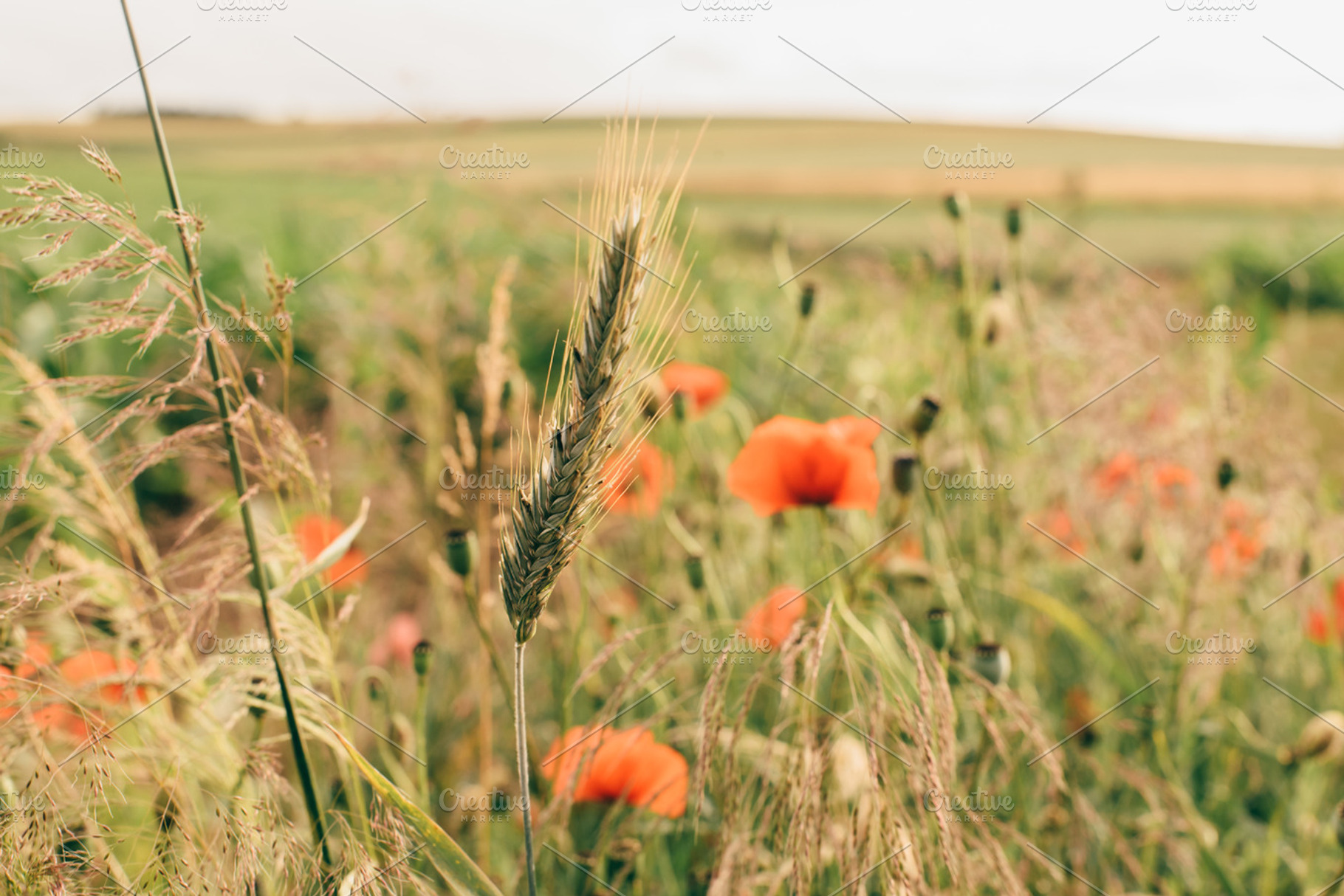 Cornfield in summer vintage look featuring corn, field, and summer, a Nature Photo by PhotoMarket