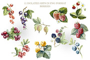 Berries & Mushrooms Clipart, an Illustration by Budogoshch (Thumbnail 3 of 7)