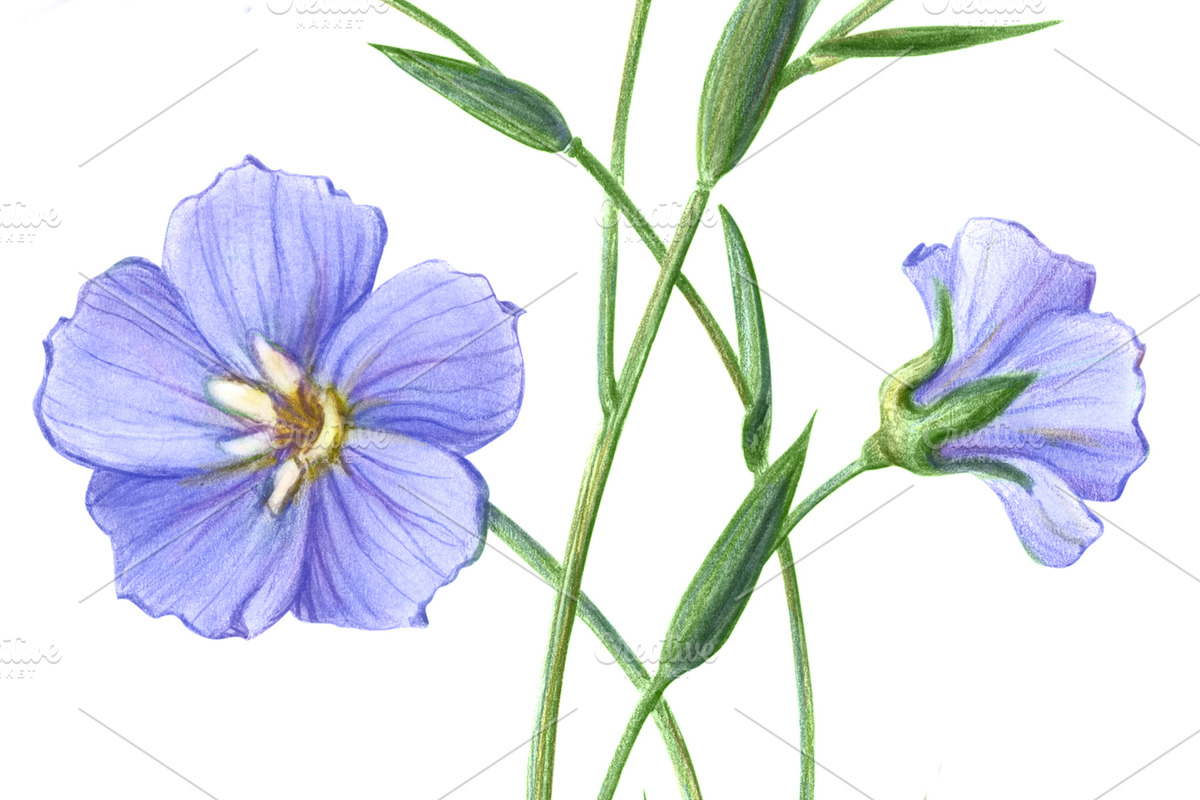 Flax Pencil Drawing Isolated, a Healthcare Illustration by Anna Repp Illustration (Photo 2 of 4)
