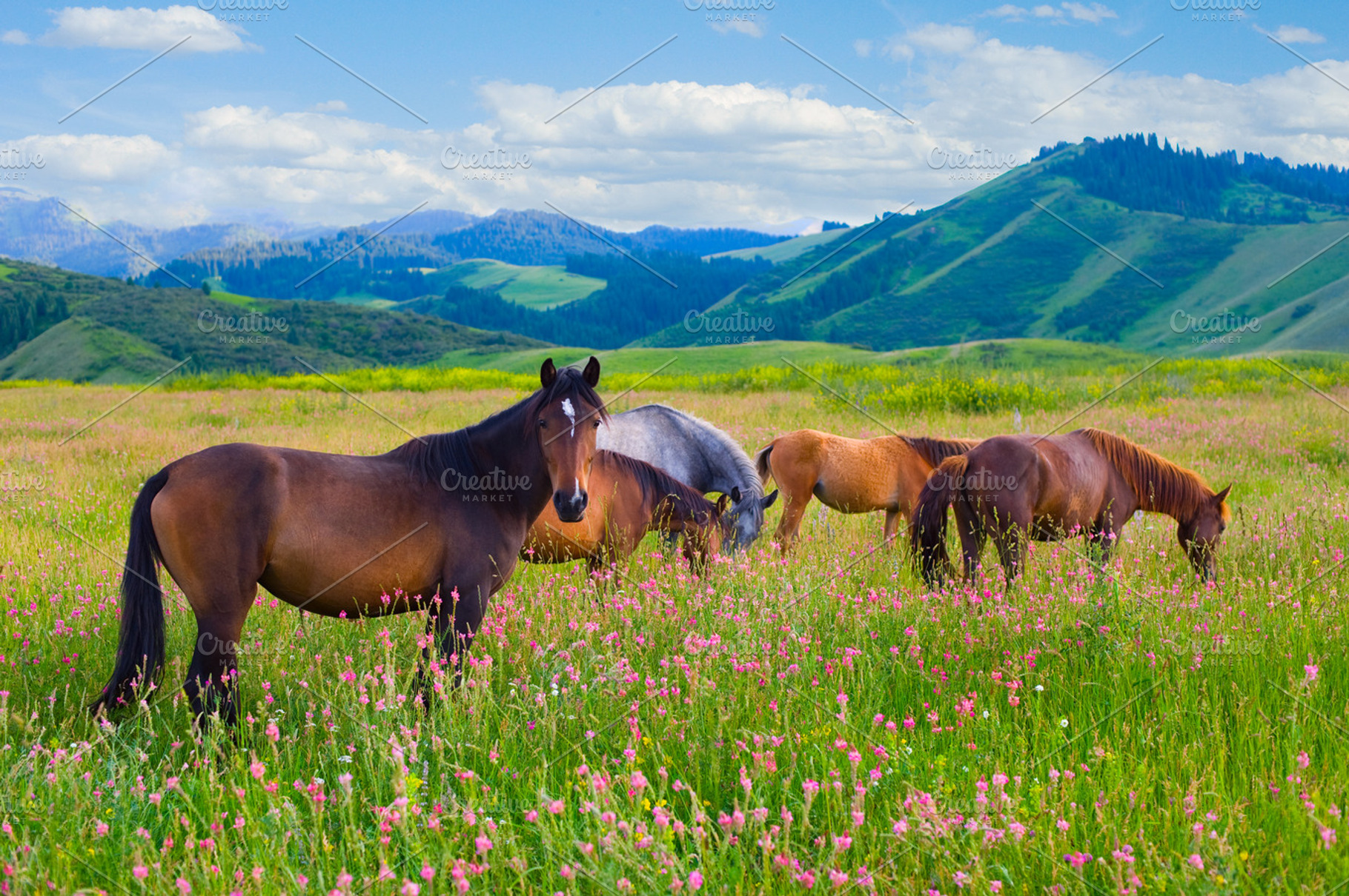 The herd of horses is grazed, a Background Photo by LaserPrint