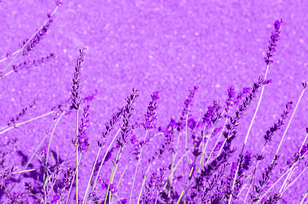 Lavender flowers wallpaper. Purple aesthetic. Bio eco nature min, a Nature Photo by Jenya Porechenskaya