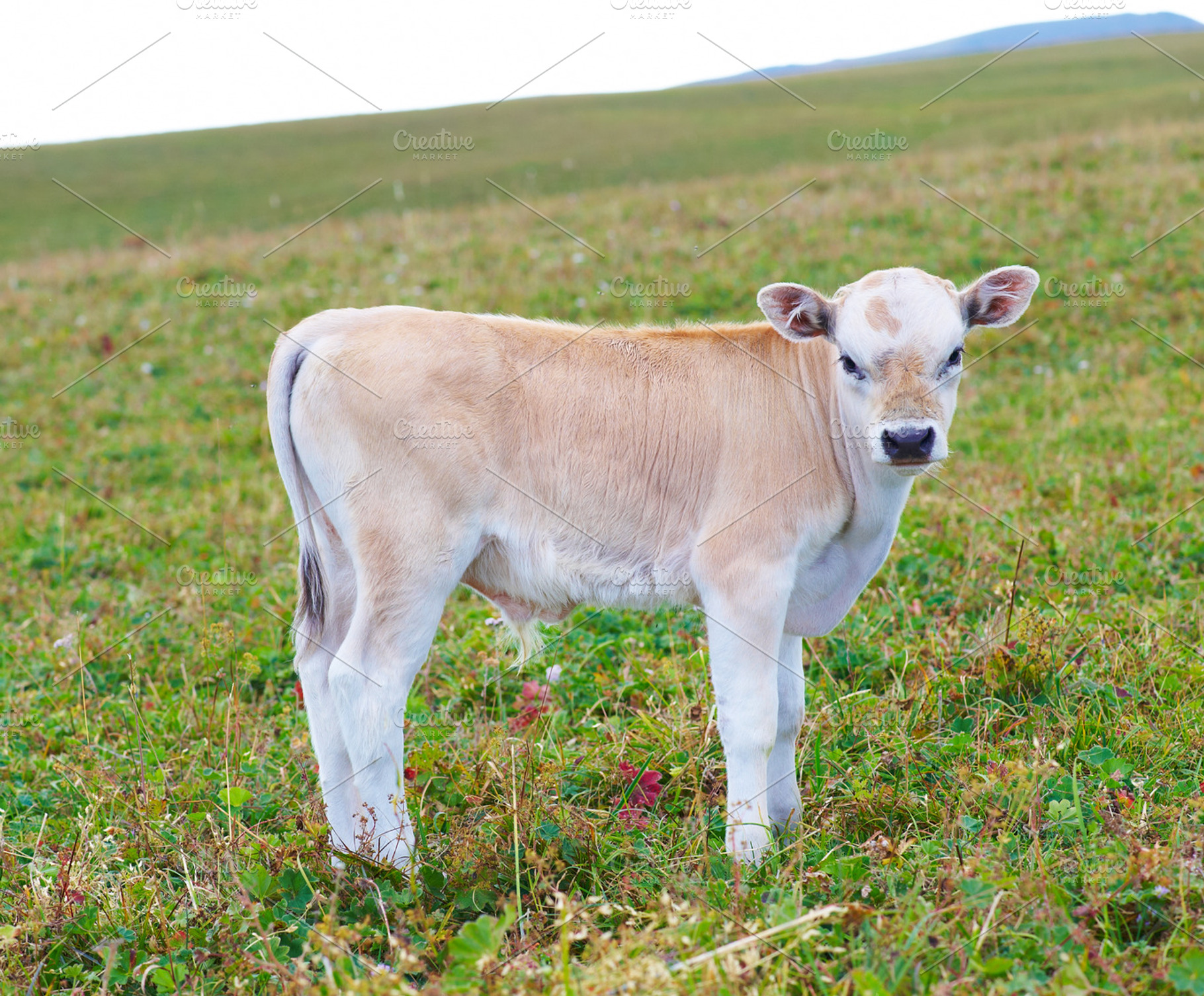 Pretty little calf, a Photo by LaserPrint