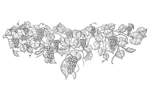 Vintage hand drawn grape branch, an Illustration by studioworkstock