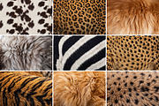 Photorealistic Animal Fur, an Animal Photo by PopotLane (Thumbnail 9 of 10)