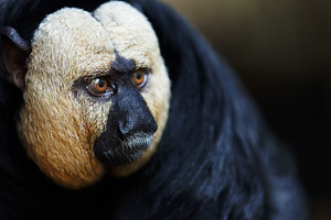 Expressive Detail of a White-Faced S, an Animal Photo by Perpis