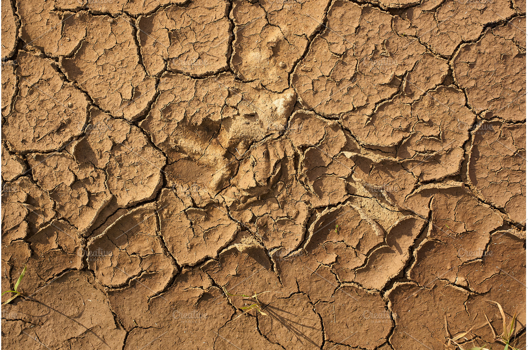 Cracked dry soil under sunlight, a Nature Photo by darksoul72