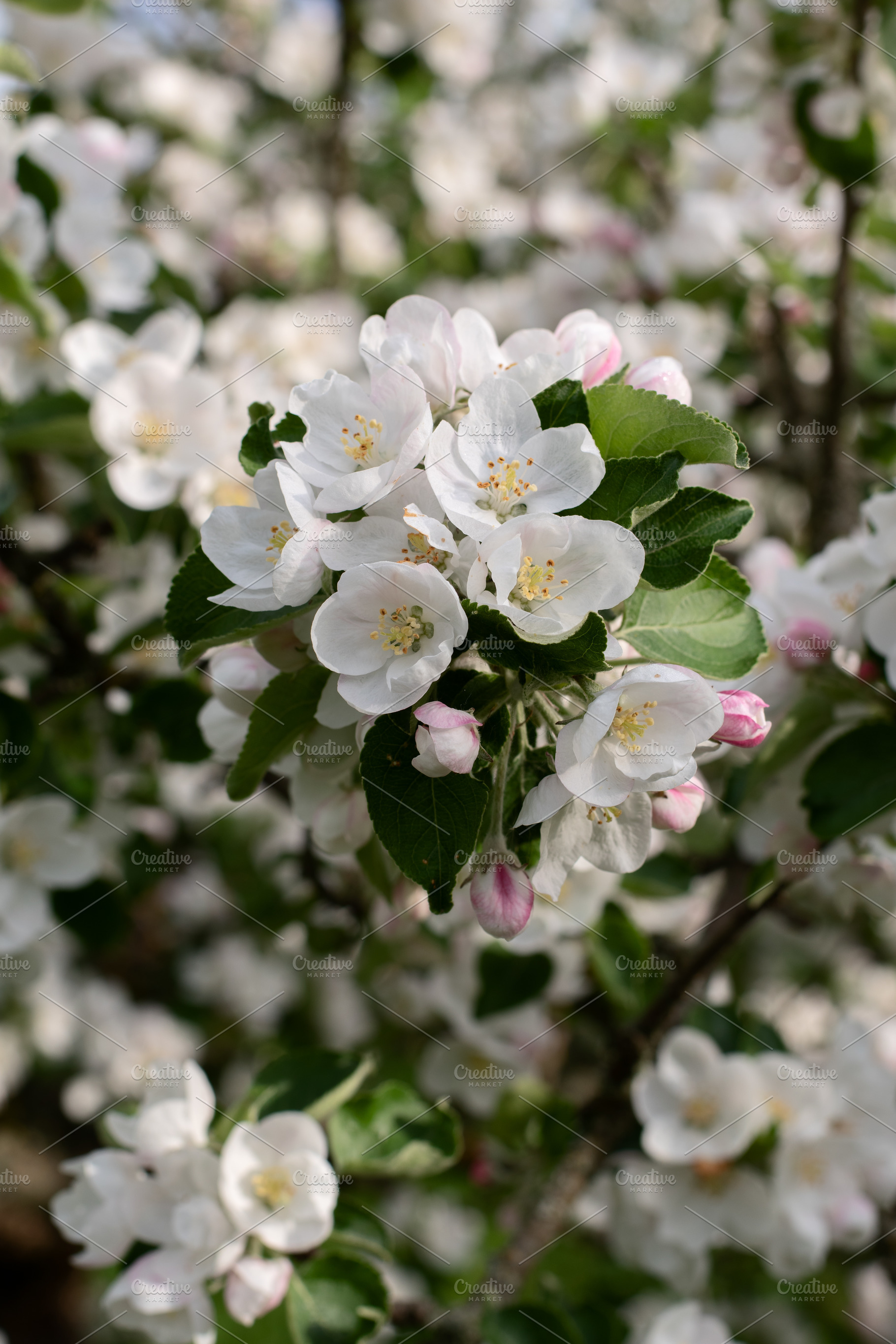 Square photo. Apple blossoms bloom i, a Nature Photo by Oleksandr Masnyi