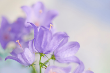 Lavender Focus preview 4