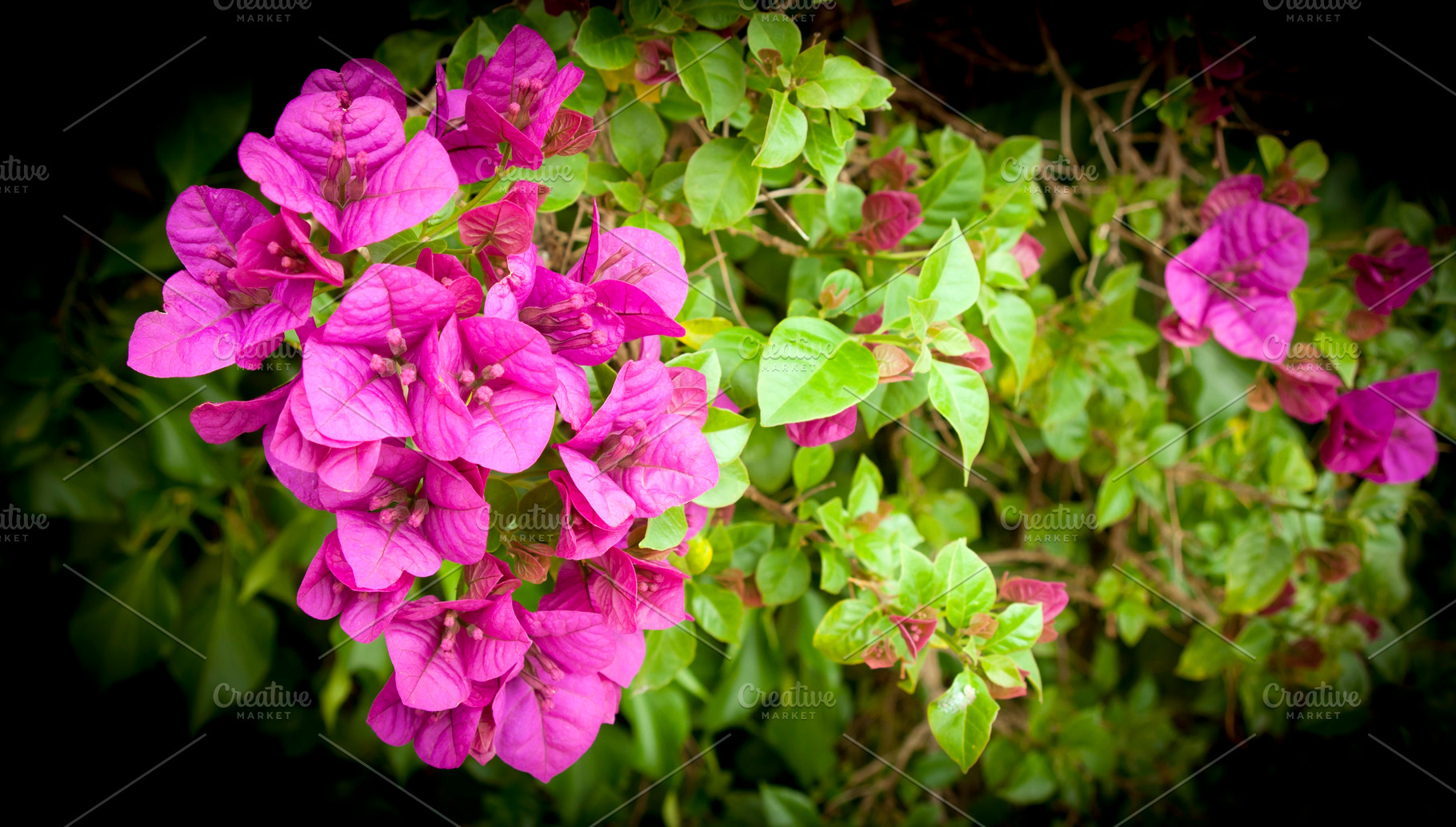 Bougainvillea Flowers, a Nature Photo by THP Creative