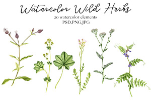 Watercolor Wild Herbs