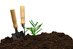 Young green plant growing from a pile of dark soil, two garden t, a Nature Photo by ndanko