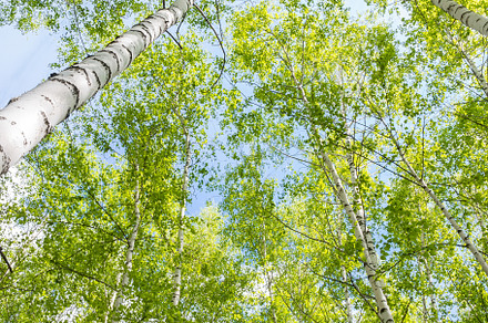 birch tree foliage in morning light, a Nature Photo by AlexBush