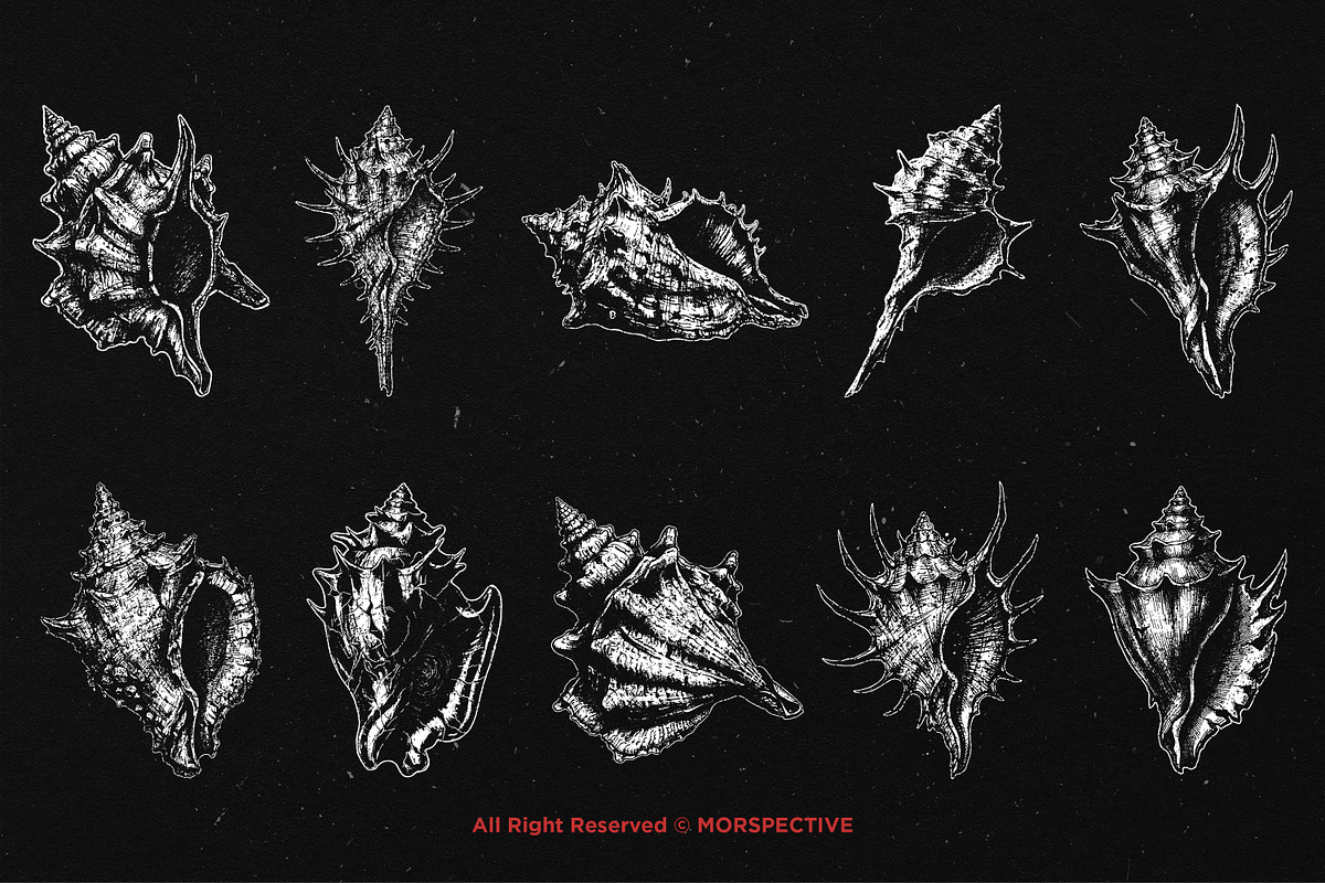 10 Bundle Dark Art Sea Shell Ocean, an Illustration by Morspective (Photo 6 of 7)