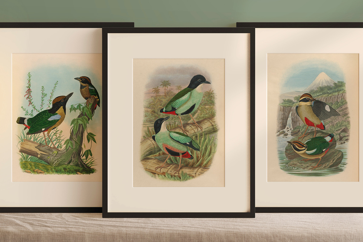 25 Vintage Bird Prints, an Animal Illustration by The Object Atlas (Photo 3 of 9)