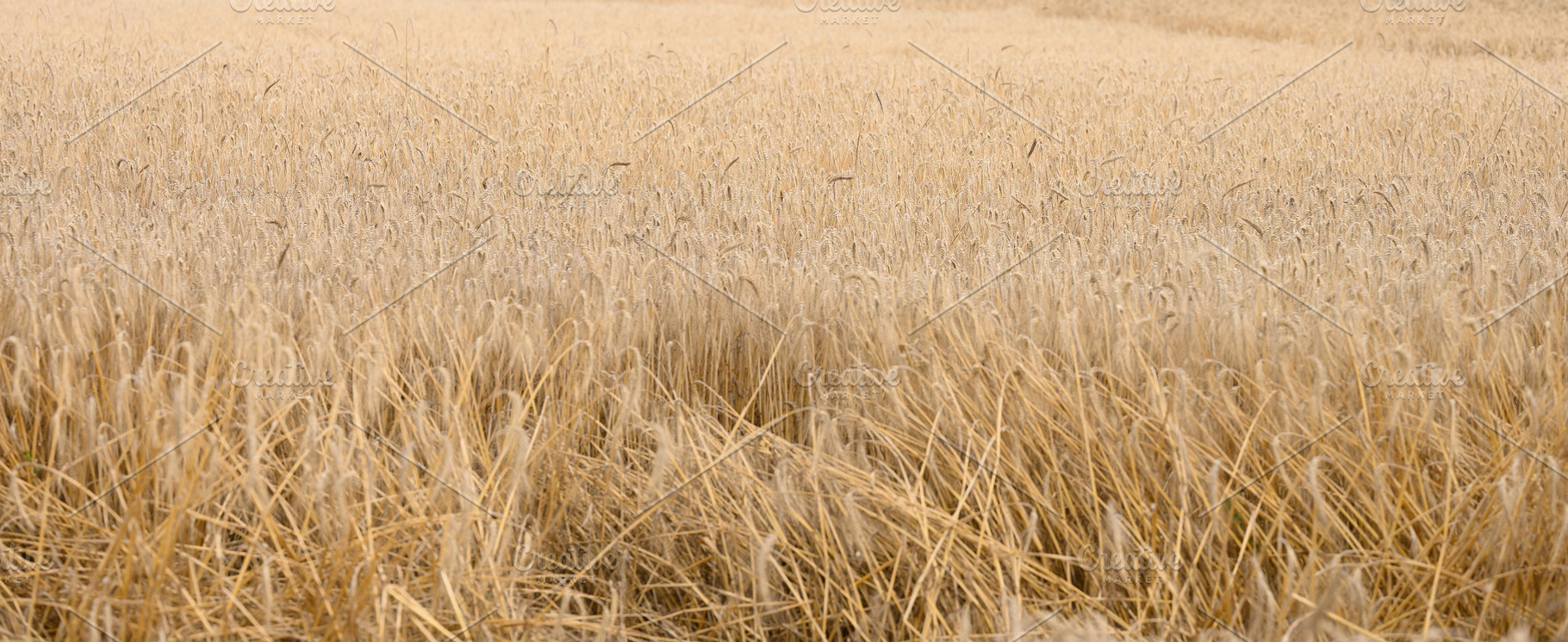 Field of ripe wheat, symbolizing a rich harvest, a Nature Photo by ndanko