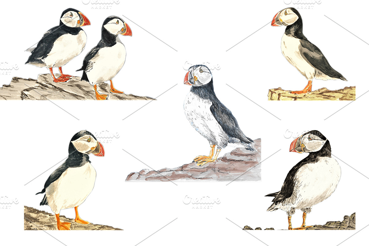 Puffins Seabird  paintings clipart, an Illustration by Doggy Days (Photo 1 of 6)