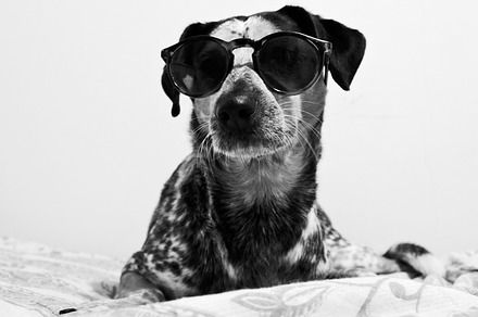 Funny dog with glasses