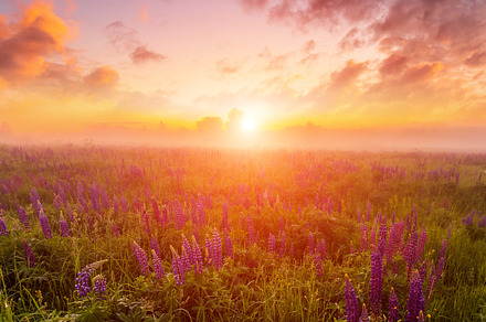 Majestic lupines field bathed in vibrant sunrise glow. A tranquil countryside s, a Nature Photo by Eugene_Photo