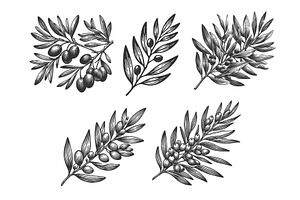 Olive Branch engraving set vector, a Food Illustration by AlexArt