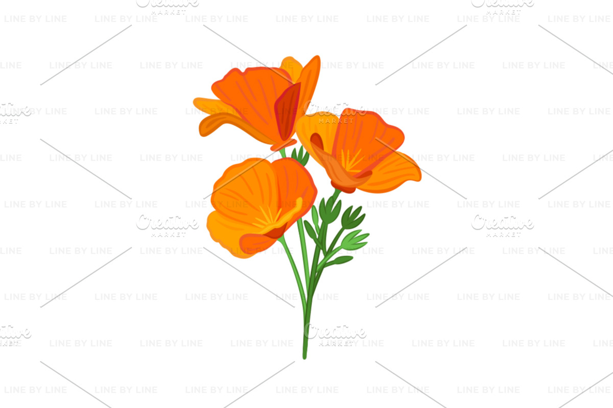 California Poppy Flower Vector, a Decorative Illustration by LineByLine