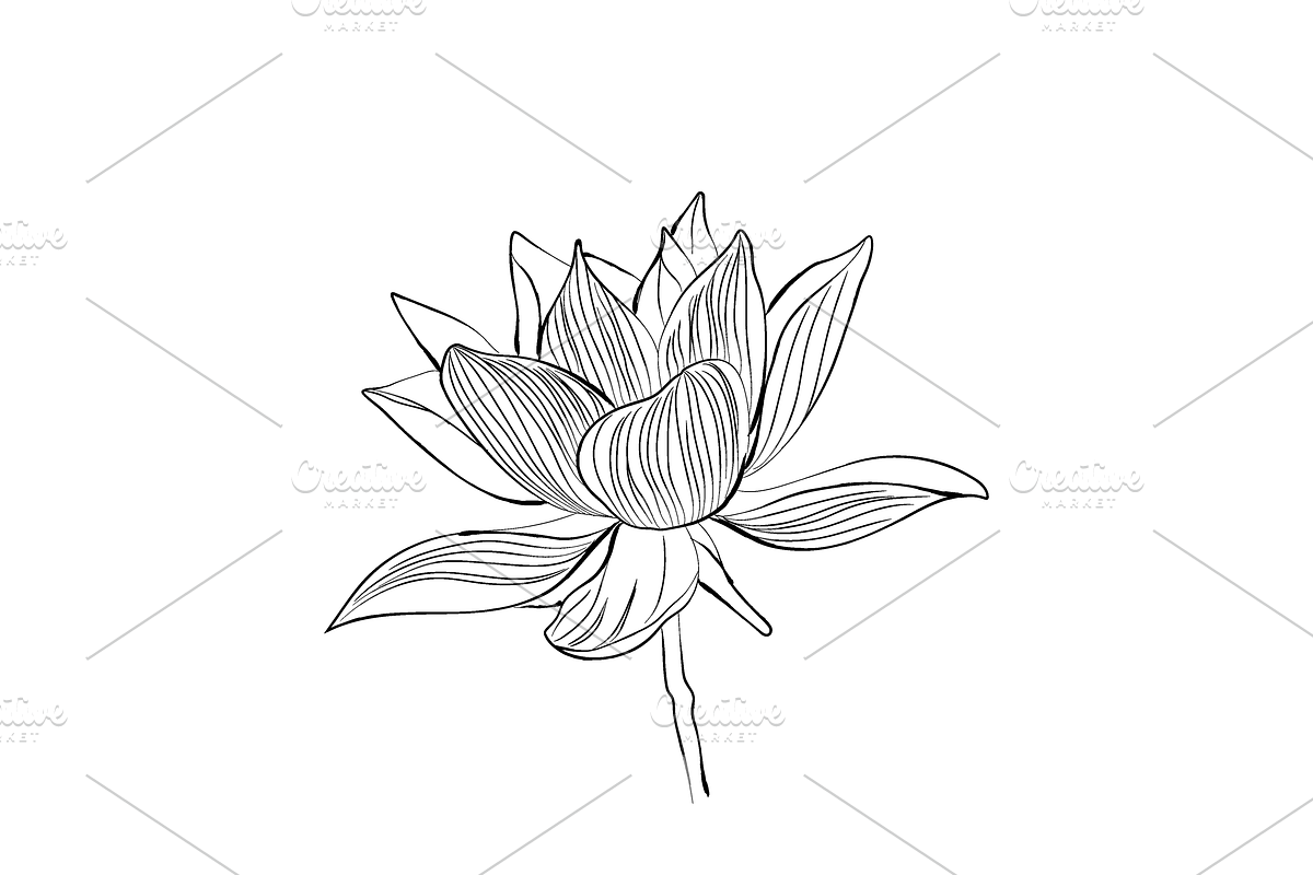 Lilies and Lotus Florals, an Object Graphic by VictoriaKStudio (Photo 5 of 10)