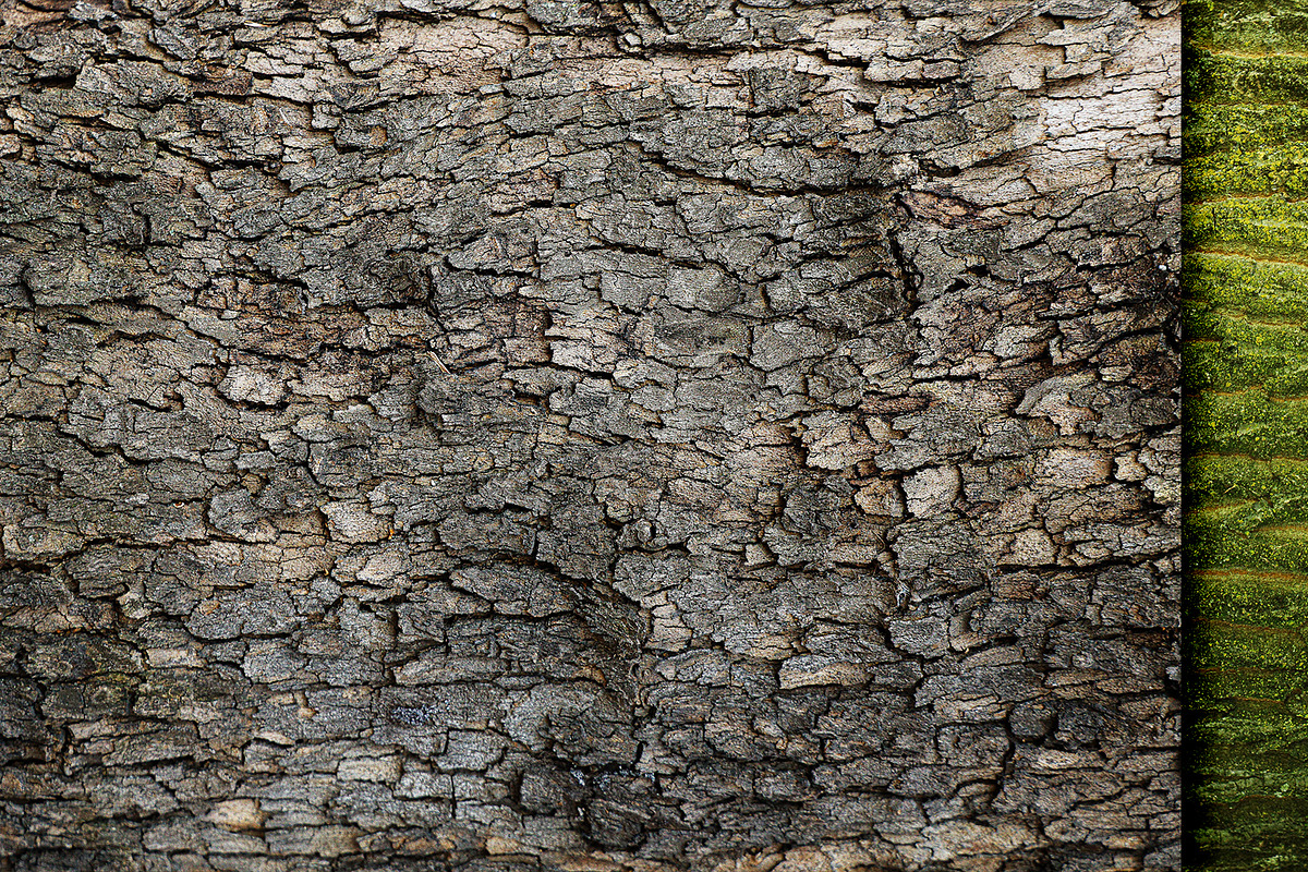 20 Tree Bark Texture, a Texture Graphic by CCPreset (Photo 3 of 3)