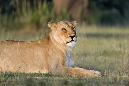 Lion lies in the grass in National park of Kenya
