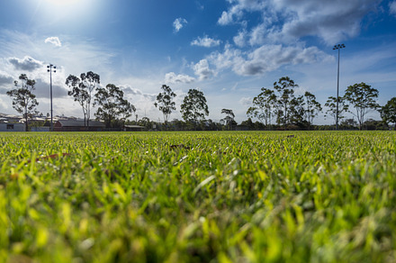 Grass Field with Trees in the back