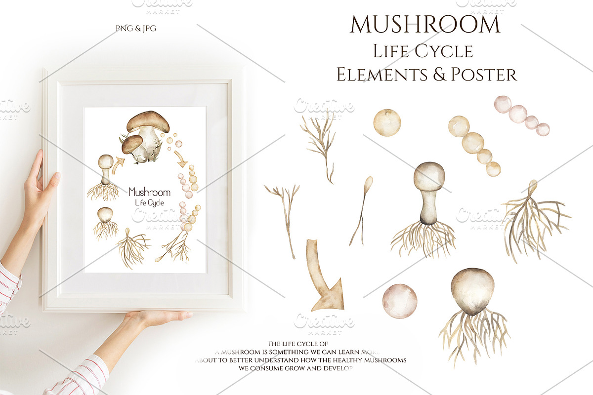 Watercolor Mushrooms Collection, an Education Illustration by MayaNavits (Photo 3 of 14)