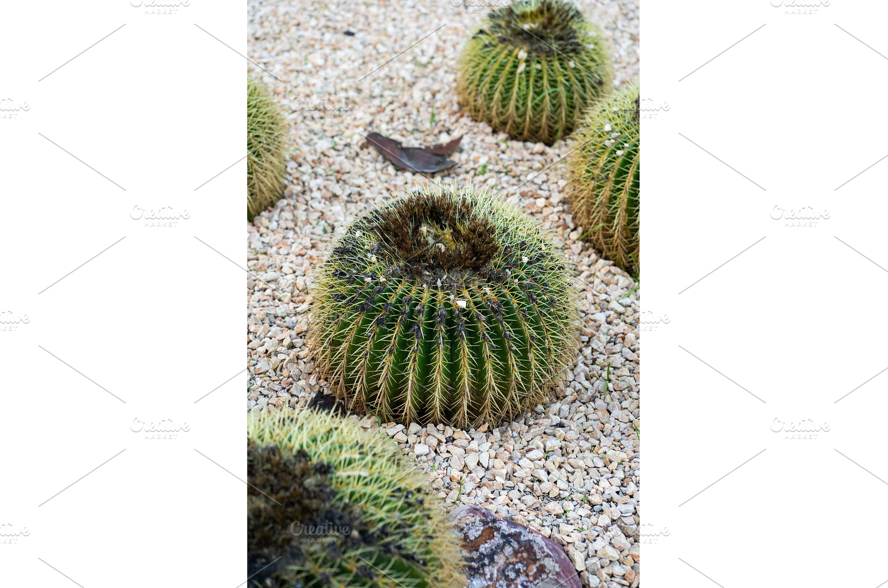 Golden barrel cactus (echinocactus, a Nature Photo by volodymyrshtun13795