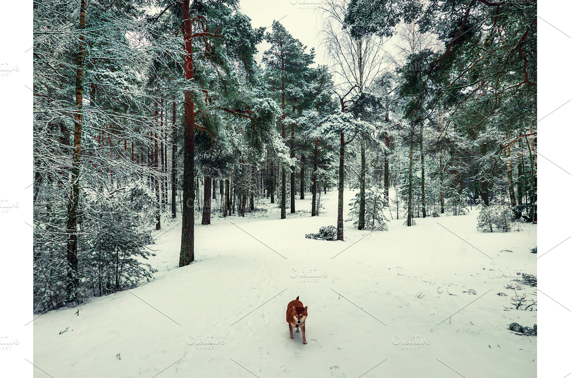 Funny friendly brown Shiba Inu dog, an Animal Photo by Nature and travel