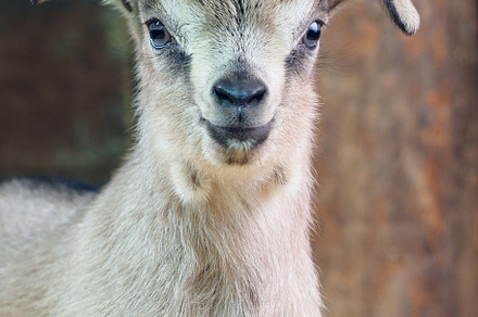 Newborn baby goat in the barn