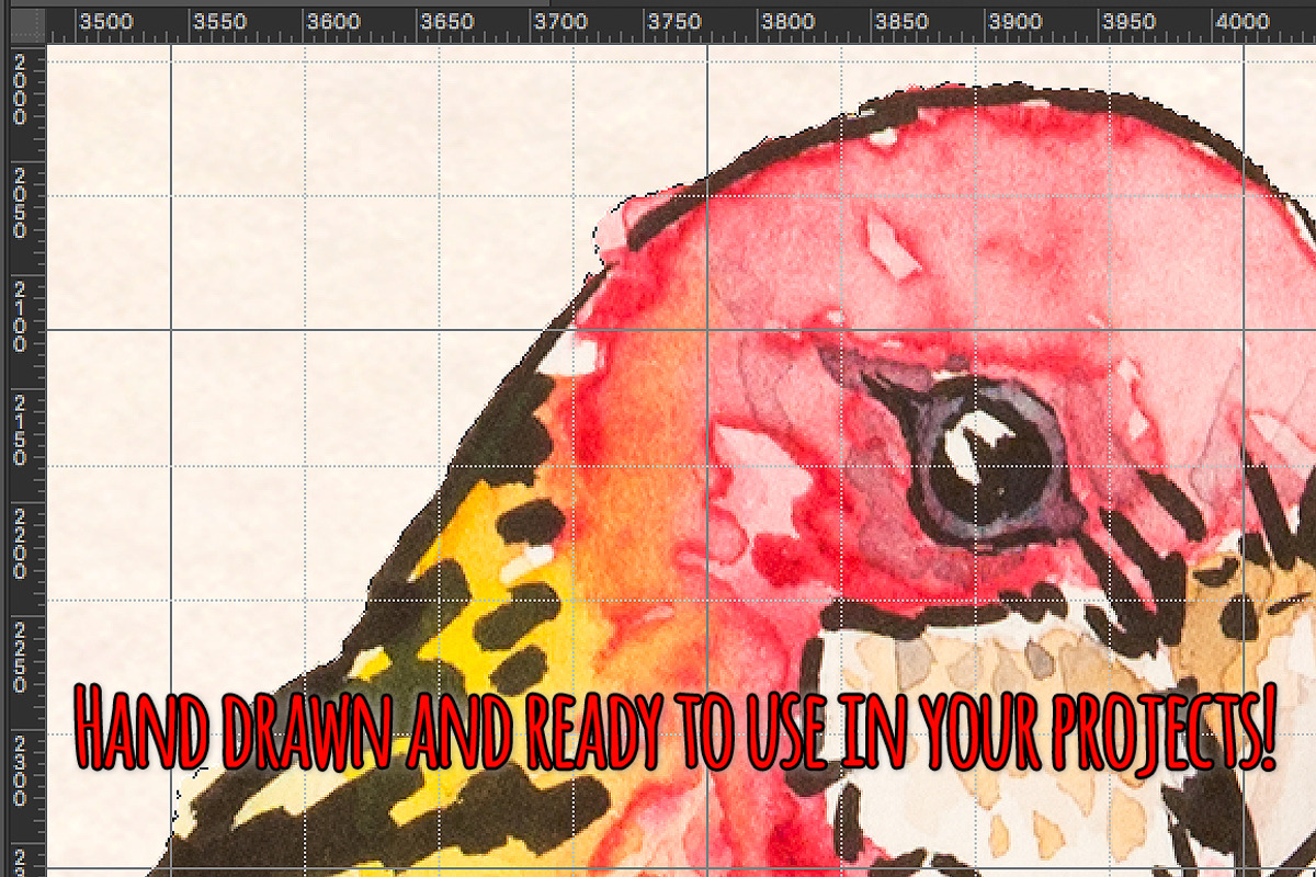 20 Colorful Bird Watercolor Graphics, an Animal Illustration by Violet LeBeaux (Photo 3 of 3)