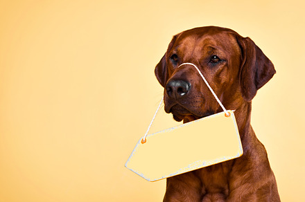 Dog with blank arrow plate to put text in
