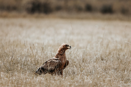 African eagle, an Animal Photo by Kzara Visual Concepts