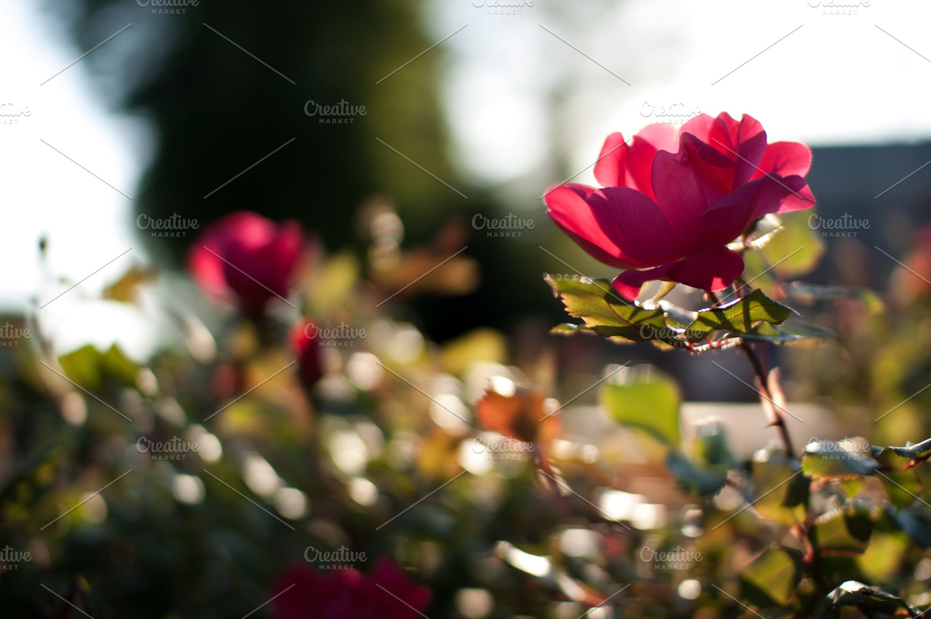 Evening Rose