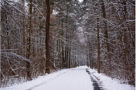 Winter forest with path, a Nature Photo by Nature and travel