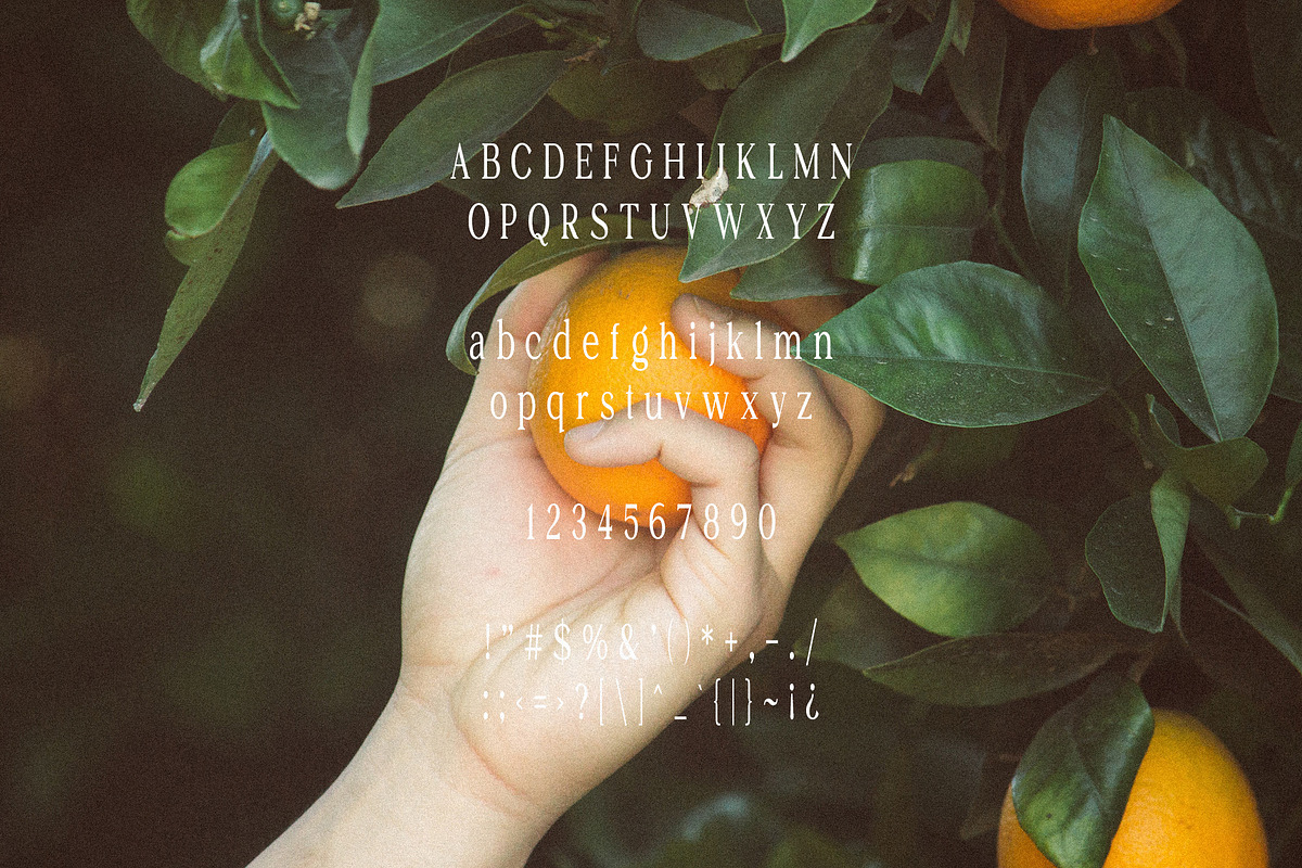 PERPLEX - Condensed Serif Typeface, a Serif Font by Schrifted Type (Photo 7 of 8)