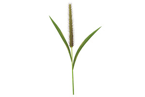 Grass Giant Foxtail Straight